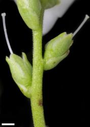 Veronica hulkeana subsp. evestita. Calyx, with lobes lapering to a blunt point. Scale = 1 mm.
 Image: P.J. Garnock-Jones © P.J. Garnock-Jones CC-BY-NC 3.0 NZ